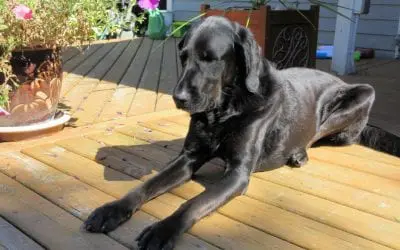 The Pros and Cons of 5 Different Types of Decking Materials
