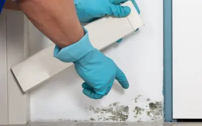 Mold Inspections: Why You Should Care