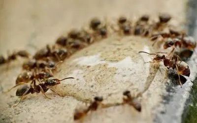 Get Rid of Ants: Effective Strategies for a Pest-Free Home