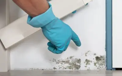 Stop It Before It Starts: How to Prevent Mold Growth in Your Home