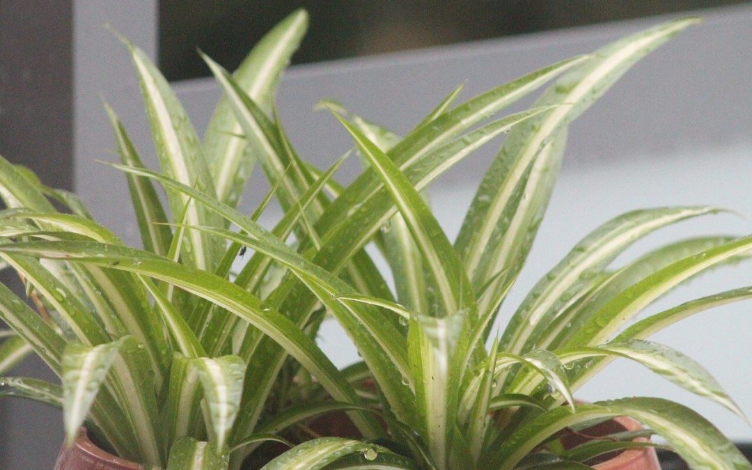 5 Pet-Safe Houseplants for Your Home