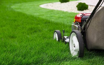 8 Tips for Summer Lawn Care