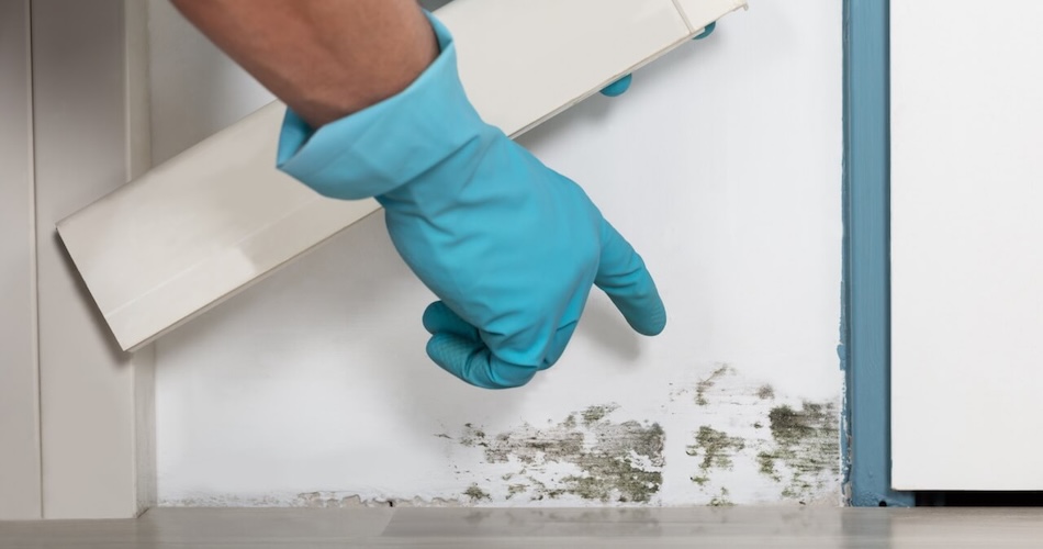 Prevent Mold Growth at Home